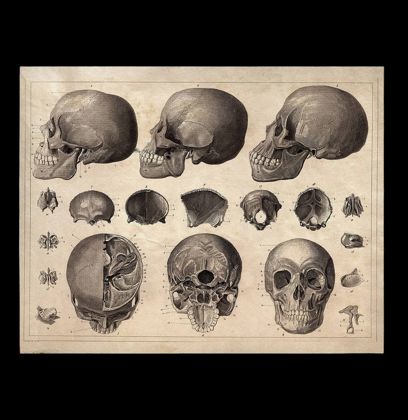 Vintage Anatomy Skull Diagram Print-Prints-Curious Prints-PaxtonGate