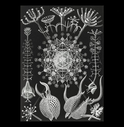 "Phaeodaria Rohrstrahlinge" By Ernst Haeckel Canvas Print-Canvas-Printify-PaxtonGate
