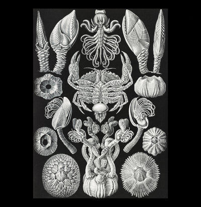 "Cirripedia Rankenkreble" By Ernst Haeckel Canvas Print-Canvas-Printify-PaxtonGate