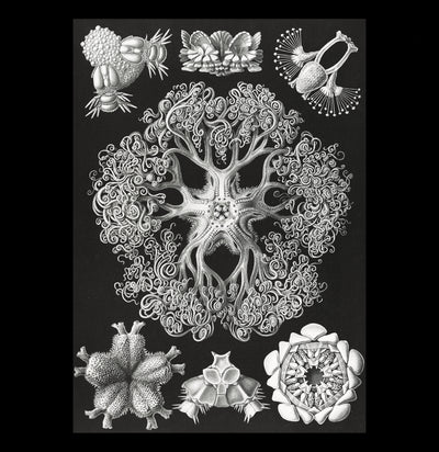 "ophiodea schlangensterne" By Ernst Haeckel Canvas Print-Canvas-Printify-PaxtonGate