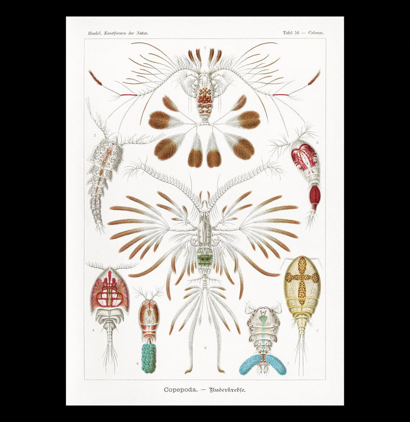 "Copepoda Ruderkrebse" By Ernst Haeckel Canvas Print-Canvas-Printify-PaxtonGate