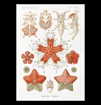 "Asteridea Seesterne" By Ernst Haeckel Canvas Print-Canvas-Printify-PaxtonGate