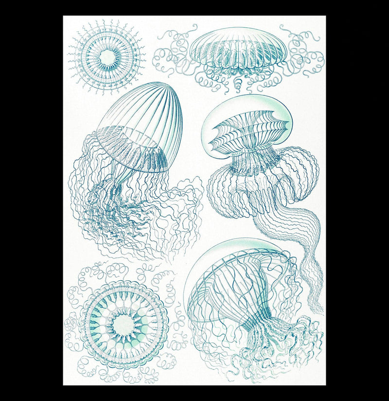 "leptomedusae faltenquallen" By Ernst Haeckel Canvas Print-Canvas-Printify-PaxtonGate