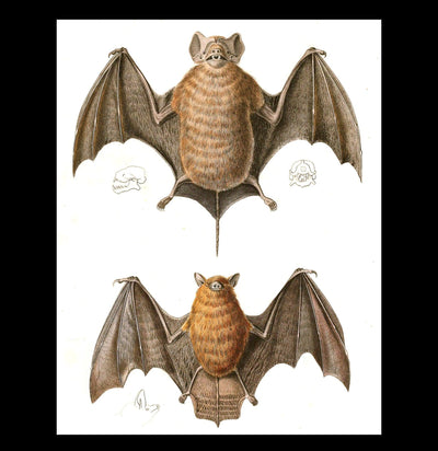 Free Tailed Bats Illustration Canvas Print-Canvas-Printify-PaxtonGate