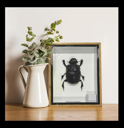 Shadowbox Framed Dung Beetle-Insects-VIE-PaxtonGate