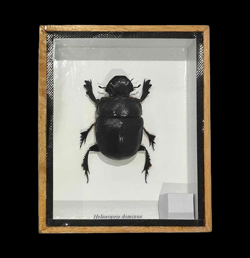 Shadowbox Framed Dung Beetle-Insects-VIE-PaxtonGate