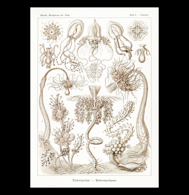"Diatomea Schachtellinge" By Ernst Haeckel Canvas Print-Canvas-Printify-PaxtonGate