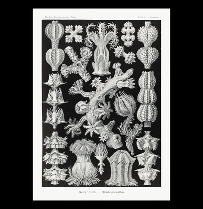 "Gorgonida Rindenkorallen" By Ernst Haeckel Canvas Print-Canvas-Printify-PaxtonGate