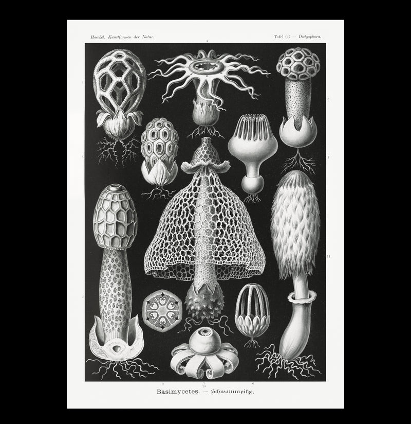 "Dasimycetes Schwammpilze" By Ernst Haeckel Canvas Print-Canvas-Printify-PaxtonGate
