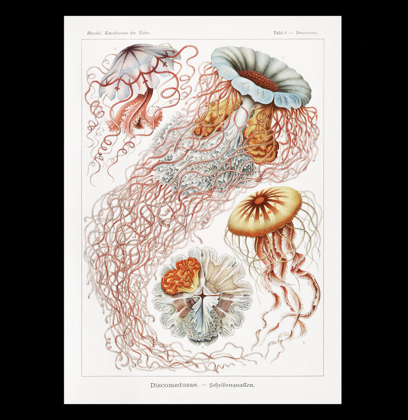 "Discomedusae Scheibenquallen" By Ernst Haeckel Canvas Print-Canvas-Printify-PaxtonGate