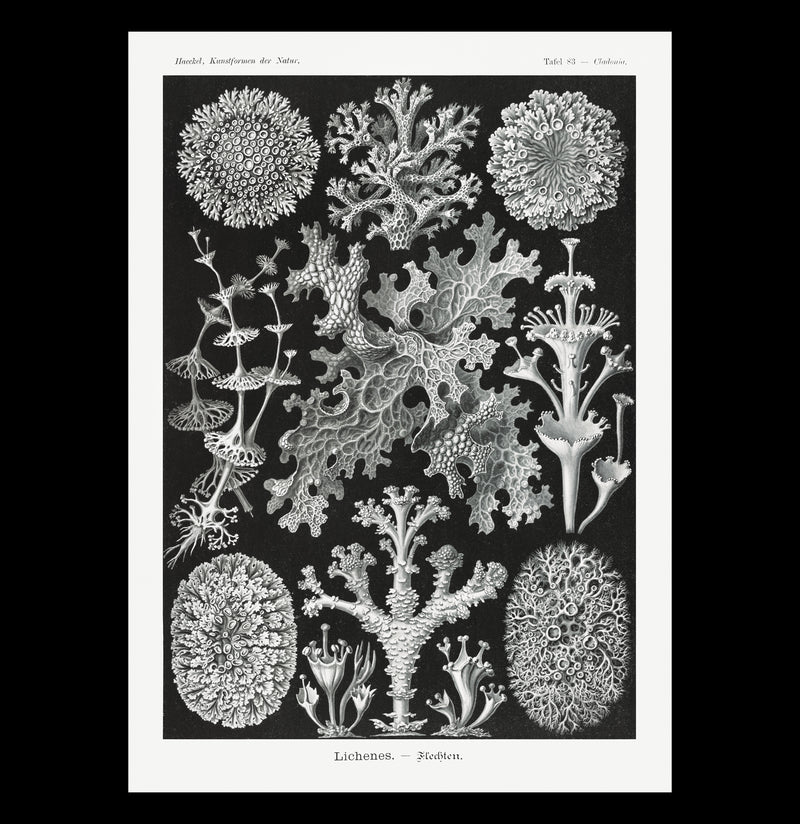 "Lichenes Flechten" By Ernst Haeckel Canvas Print-Canvas-Printify-PaxtonGate