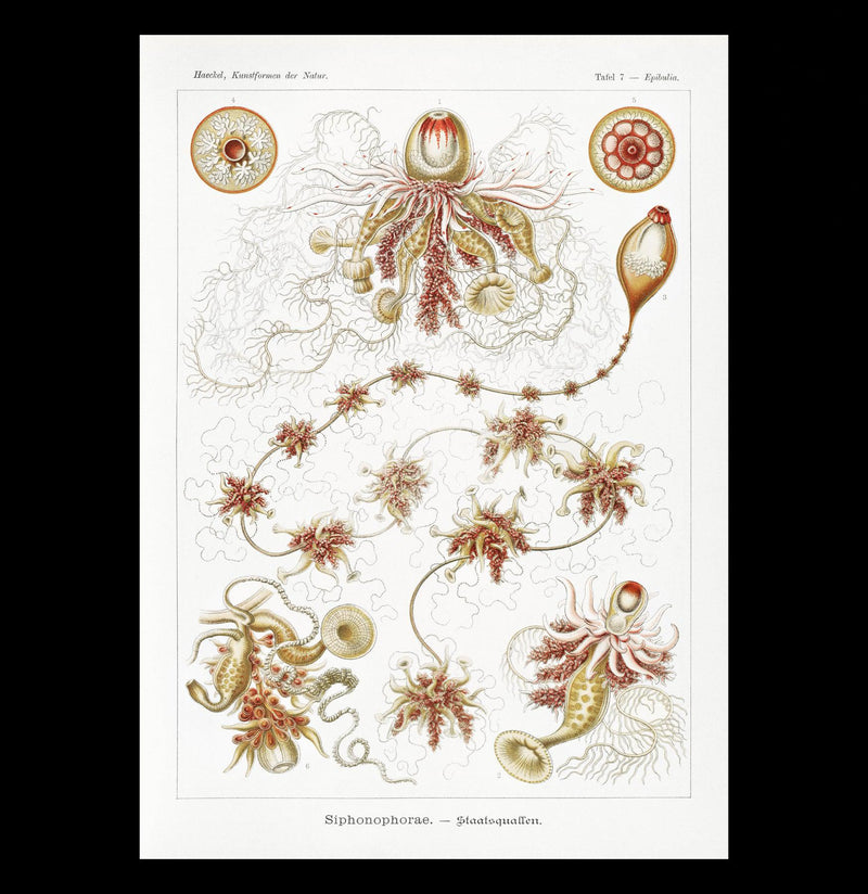 "Siphonophorae Staatsquallen" By Ernst Haeckel Canvas Print-Canvas-Printify-PaxtonGate