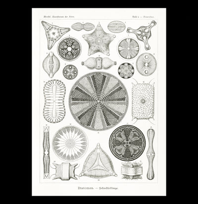 "Diatomea Schachtellinge" by Ernst Haeckel Canvas Print-Canvas-Printify-PaxtonGate