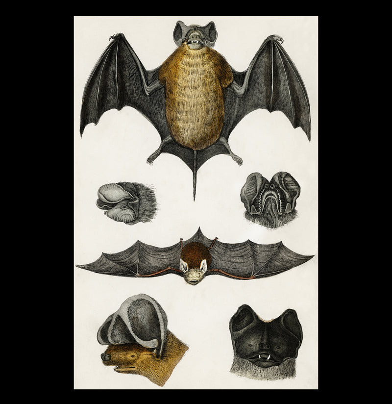 Various Bats Illustration Canvas Print-Canvas-Printify-PaxtonGate