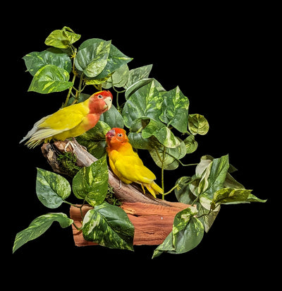 Tropical Love Bird Scene Taxidermy-Taxidermy-Kevin Triolo Taxidermy-PaxtonGate