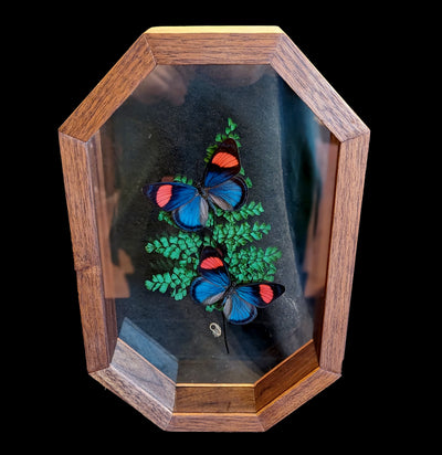 Callicore Butterfly with Ferns In A Hexagonal Frame-Insects-Kim Gaeta-PaxtonGate