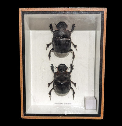 Framed Two Dung Beetles - Paxton Gate