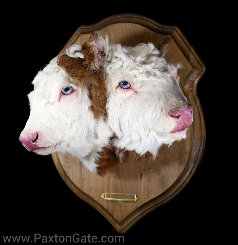 Double Headed Calf Taxidermy Head Mount-Taxidermy-Oddhub-PaxtonGate