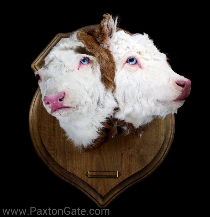 Double Headed Calf Taxidermy Head Mount-Taxidermy-Oddhub-PaxtonGate
