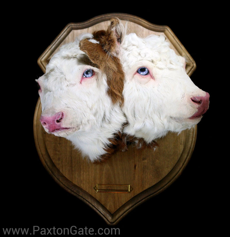 Double Headed Calf Taxidermy Head Mount-Taxidermy PaxtonGate