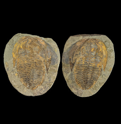 Cambropallas Trilobite-Fossils-Moussa-PaxtonGate