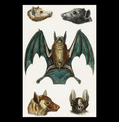 Vintage Various Bats Illustrations Canvas Print-Canvas-Printify-PaxtonGate