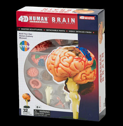 4D Human Brain - Paxton Gate