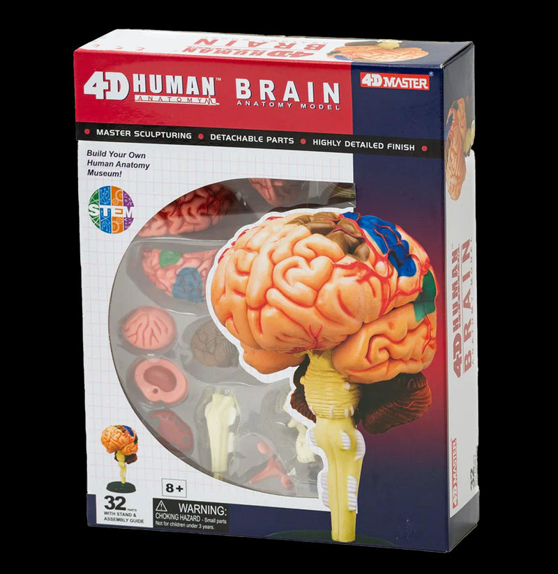 4D Human Brain - Paxton Gate