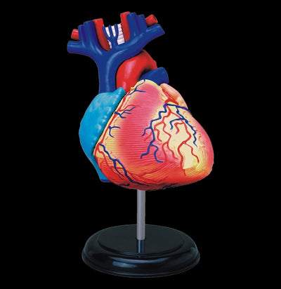 4D Human Heart - Paxton Gate