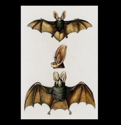 Plecotus Bat Illustrated By Charles Dessalines Canvas Print-Canvas-Printify-PaxtonGate