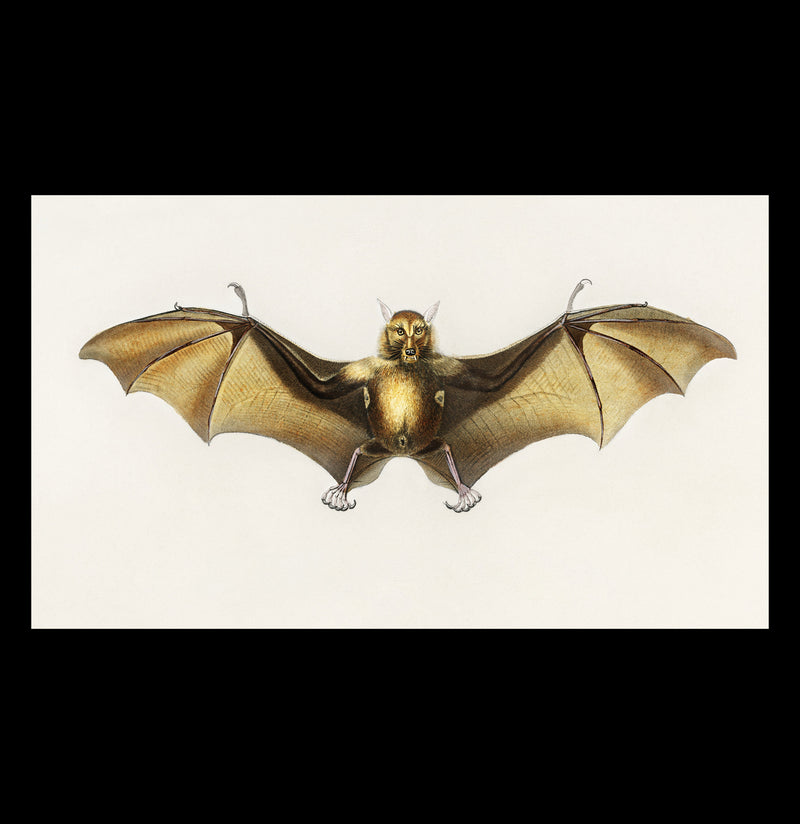 Vintage Roufsette Bat Illustration By Ernst Haeckel Canvas Print-Canvas-Printify-PaxtonGate