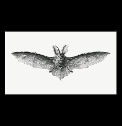 Vintage Bat Illustration By Ernst Haeckel Canvas Print-Canvas-Printify-PaxtonGate