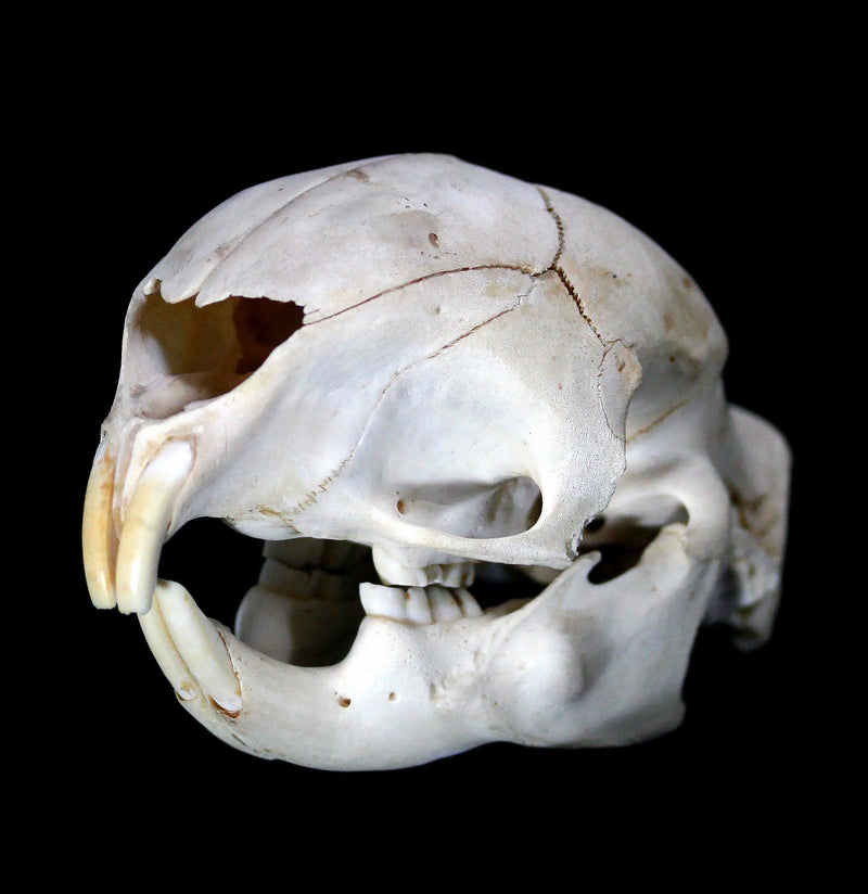 African Porcupine Skull - Paxton Gate