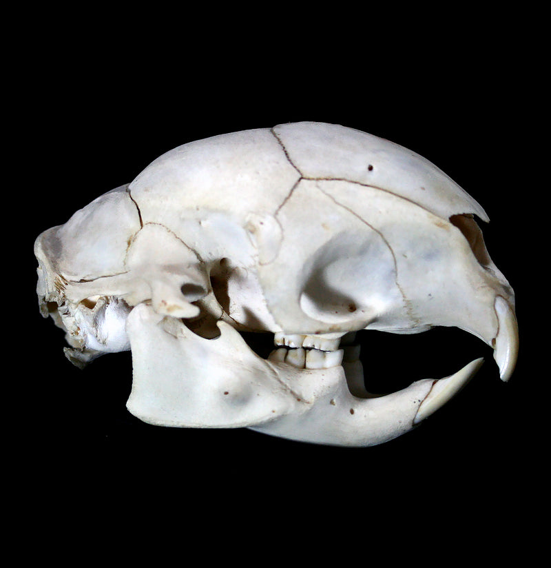 African Porcupine Skull - Paxton Gate