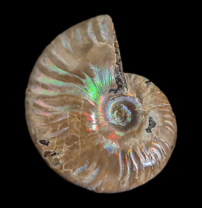 Whole Iridescent Ammonite Fossil-Fossils-Madagascar Treasures-PaxtonGate