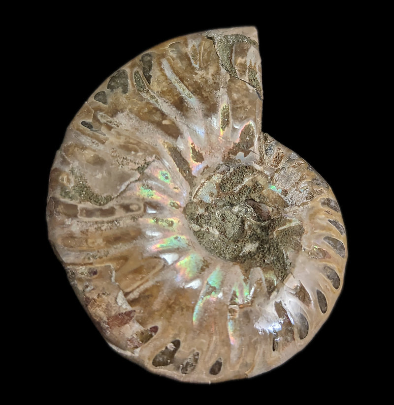 Whole Iridescent Ammonite Fossil-Fossils-Madagascar Treasures-PaxtonGate