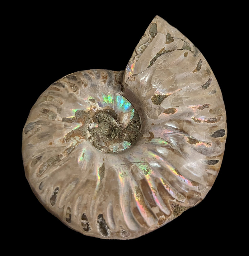 Whole Iridescent Ammonite Fossil-Fossils-Madagascar Treasures-PaxtonGate