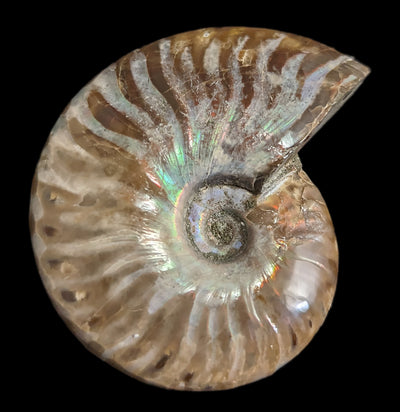 Whole Iridescent Ammonite Fossil-Fossils-Madagascar Treasures-PaxtonGate