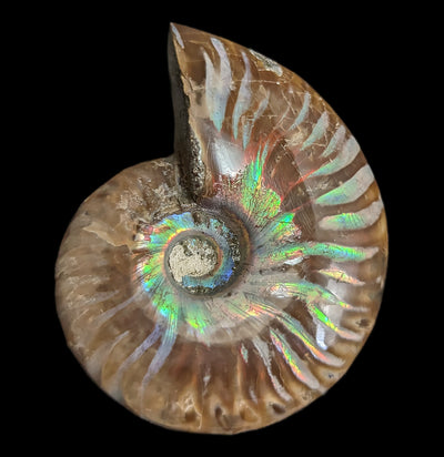 Whole Iridescent Ammonite Fossil-Fossils-Madagascar Treasures-PaxtonGate