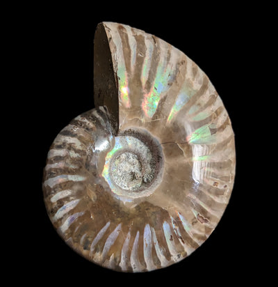 Whole Iridescent Ammonite Fossil-Fossils-Madagascar Treasures-PaxtonGate