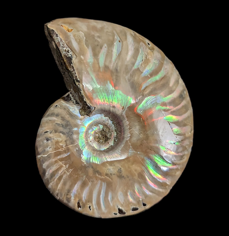 Whole Iridescent Ammonite Fossil-Fossils-Madagascar Treasures-PaxtonGate