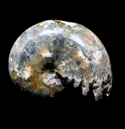 Whole Ammonite Sutured With End Chambers - Paxton Gate