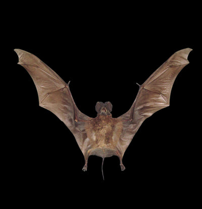 Otomops Formosus Taxidermy Bat-Taxidermy-Bicbugs, LLC-PaxtonGate