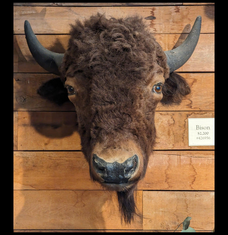 Antique Bison Taxidermy Head Mount-Taxidermy-Private Seller-PaxtonGate
