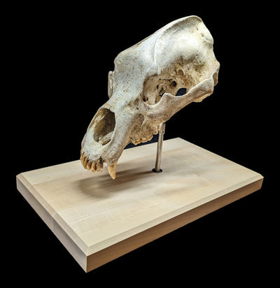 Cave Bear Skull With Stand-Fossils-Nord Fossil-PaxtonGate