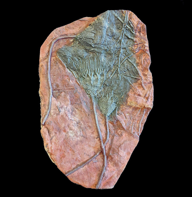 Devonian Crinoid Plate Specimen A - Paxton Gate
