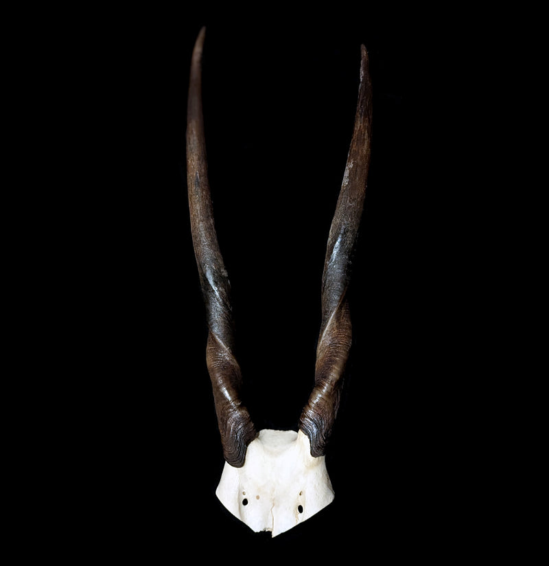 Eland Female Skull Plate-Skulls-African Crafts Market-PaxtonGate