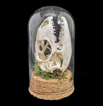 Iguana Skull in Jar-Skulls-Smilodon Resources LLC-PaxtonGate