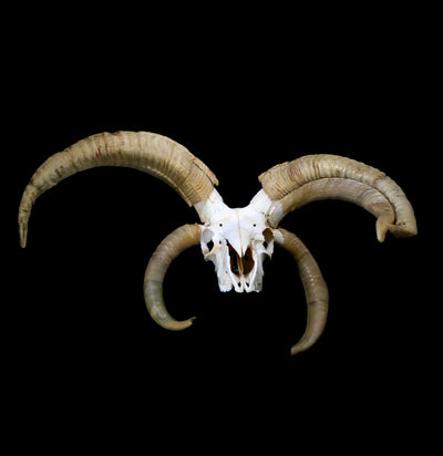 Jacobs Ram Skull with Abnormal Horn Growth - Paxton Gate