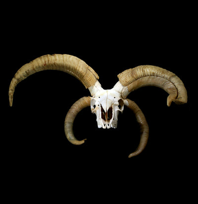 Jacobs Ram Skull with Abnormal Horn Growth - Paxton Gate